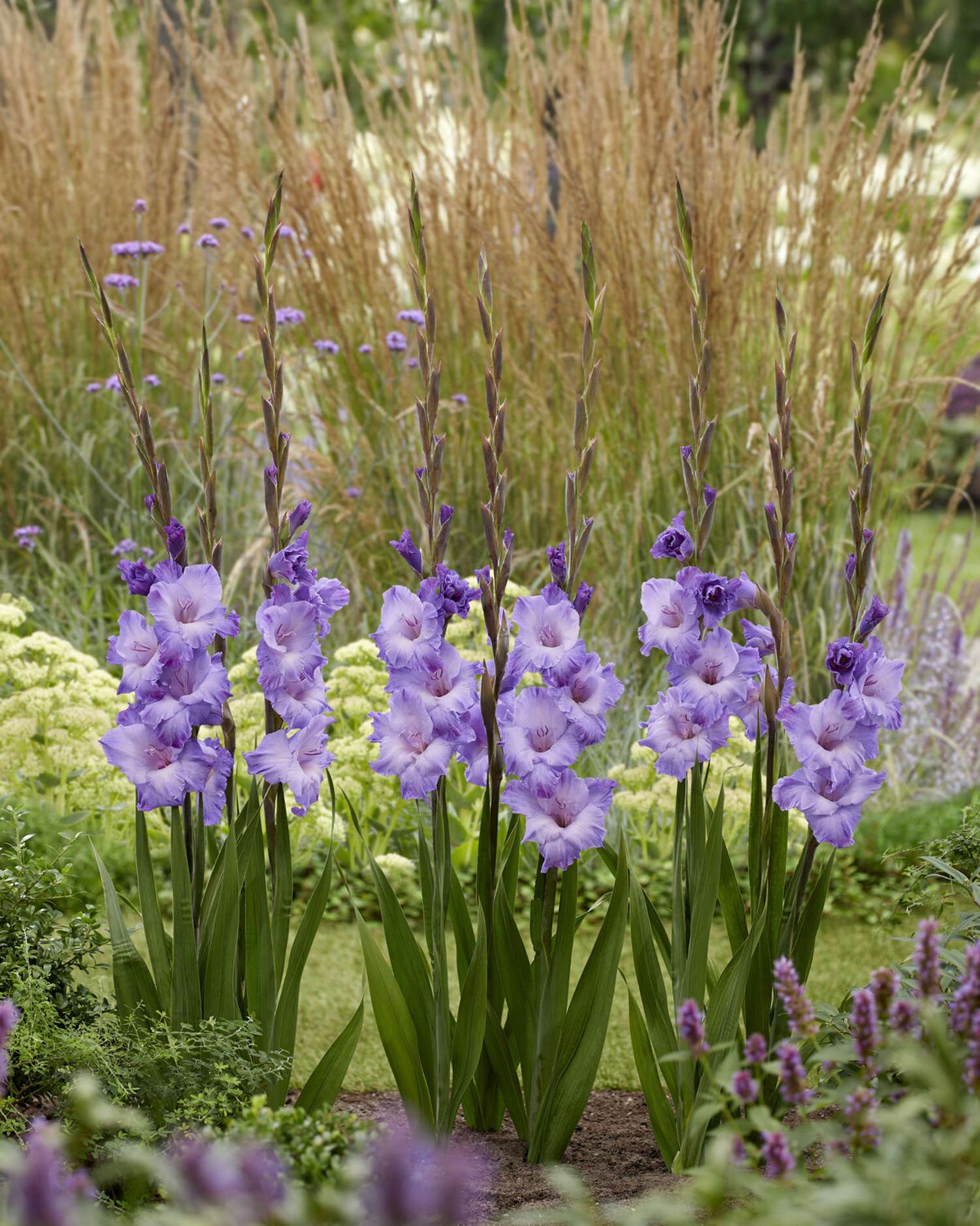 Gladiole 'Milka'